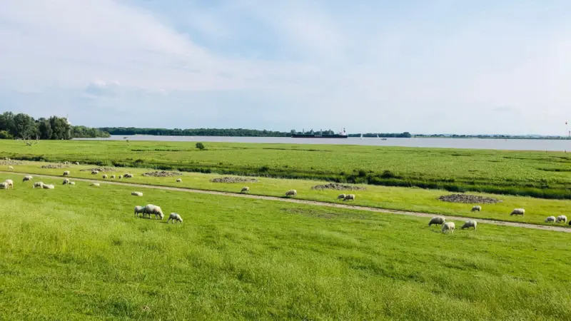 Schafe weiden auf dem Elbdeich der Wedeler Marsch an der Elbe.