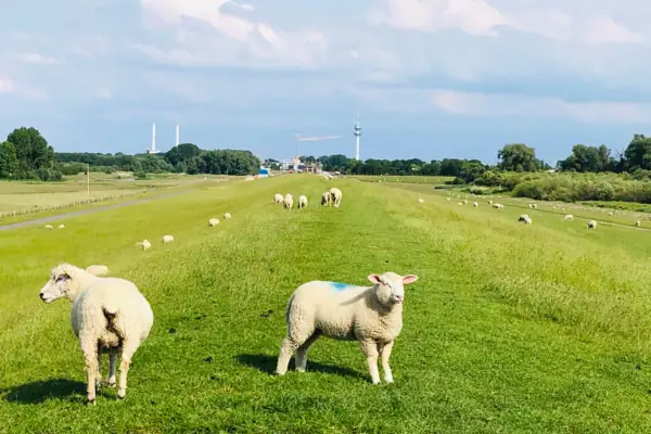 Schafe auf dem Elbdeich der Wedeler Marsch an der Elbe.